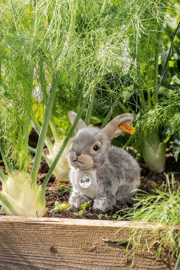 Huisdieren - In den Olifant
