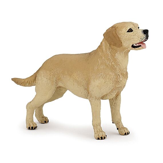 Labrador