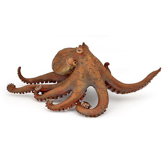 Octopus