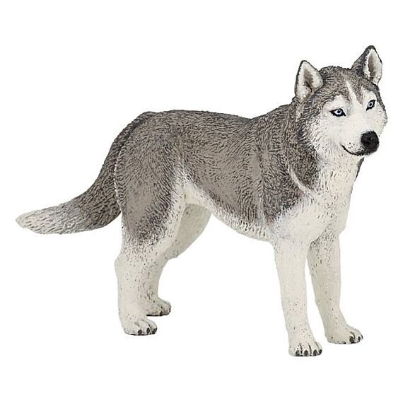 Siberische Husky