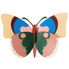 Cepora Butterfly