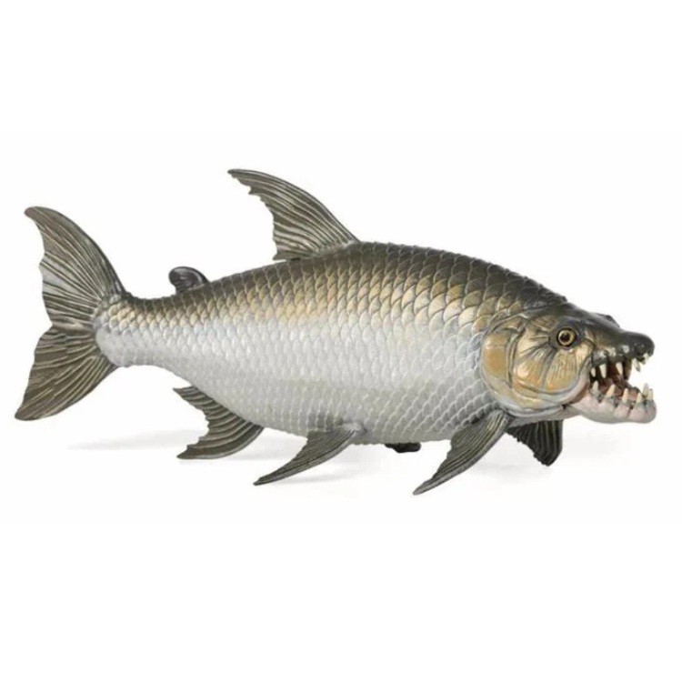 Goliath Tijgervis