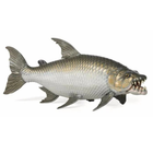 Goliath Tijgervis