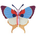 Plum Fringe Butterfly