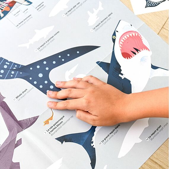 Educatieve Xxl Poster + 45 Stickers Sharks | 6-12 Jaar