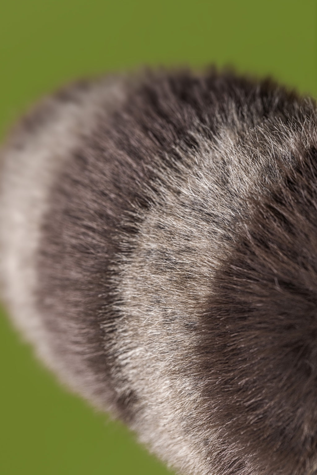 Knuffel Wasbeer Trixiwoo Raccoon - 24 cm