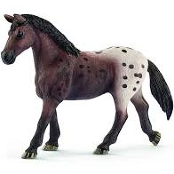 Appaloosa Merrie