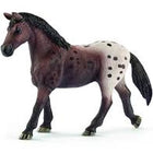 Appaloosa Merrie