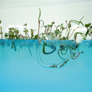 Antquarium -  Super Mierenwoud - STEM speelgoed Antquarium - In den Olifant