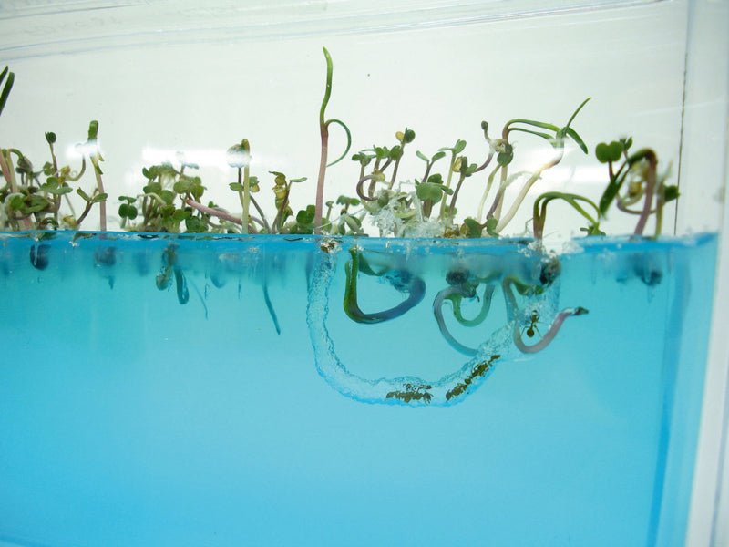 Antquarium -  Super Mierenwoud - STEM speelgoed Antquarium - In den Olifant