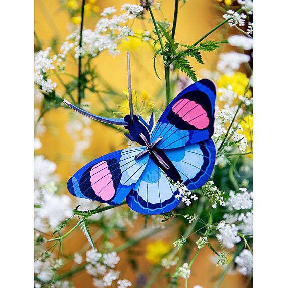 Peacock Butterfly