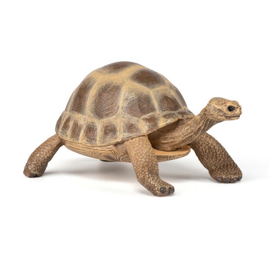 Hermannschildpad - Speeldieren Papo - In den Olifant