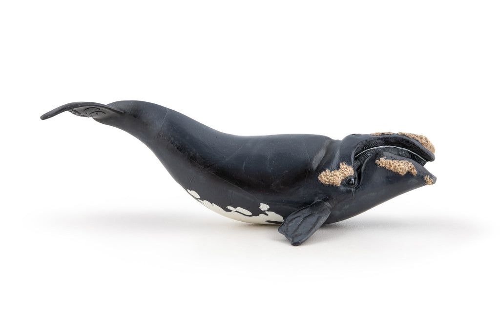 Noordkaper - Speeldieren Papo - In den Olifant