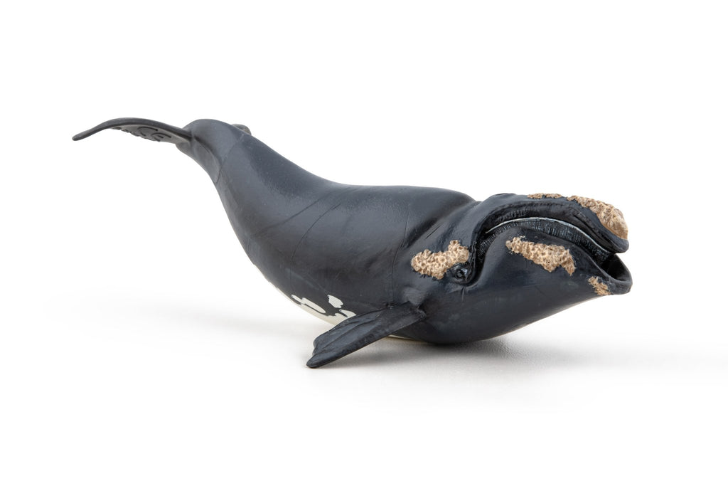 Noordkaper - Speeldieren Papo - In den Olifant