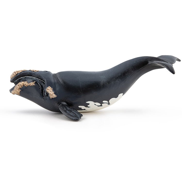 Noordkaper - Speeldieren Papo - In den Olifant