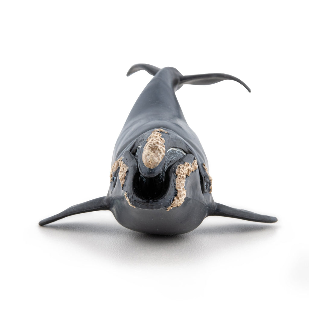 Noordkaper - Speeldieren Papo - In den Olifant