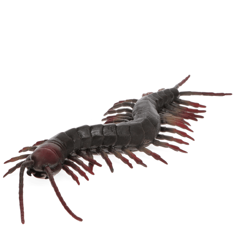 Realistic centipede toy - Speeldieren REX London - In den Olifant