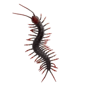 Realistic centipede toy - Speeldieren REX London - In den Olifant