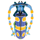 Rosalia Beetle