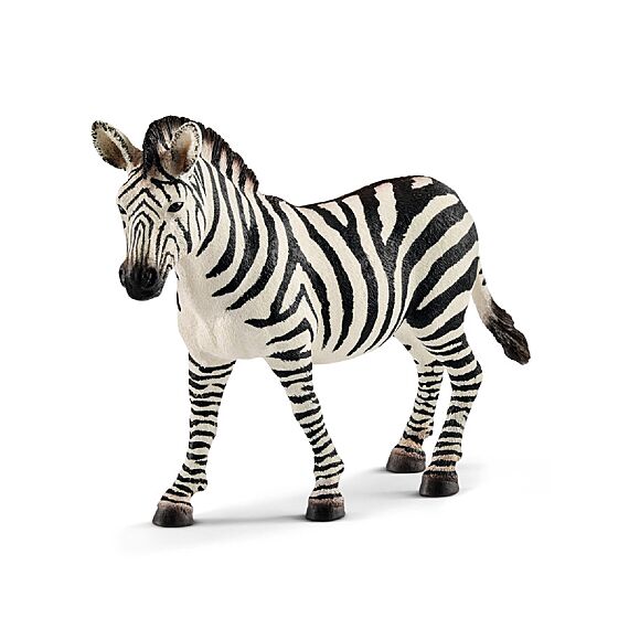 Zebra, Merrie