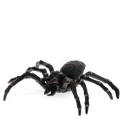 Spin Realistic Tarantula Toy - Speelfiguren REX London - In den Olifant
