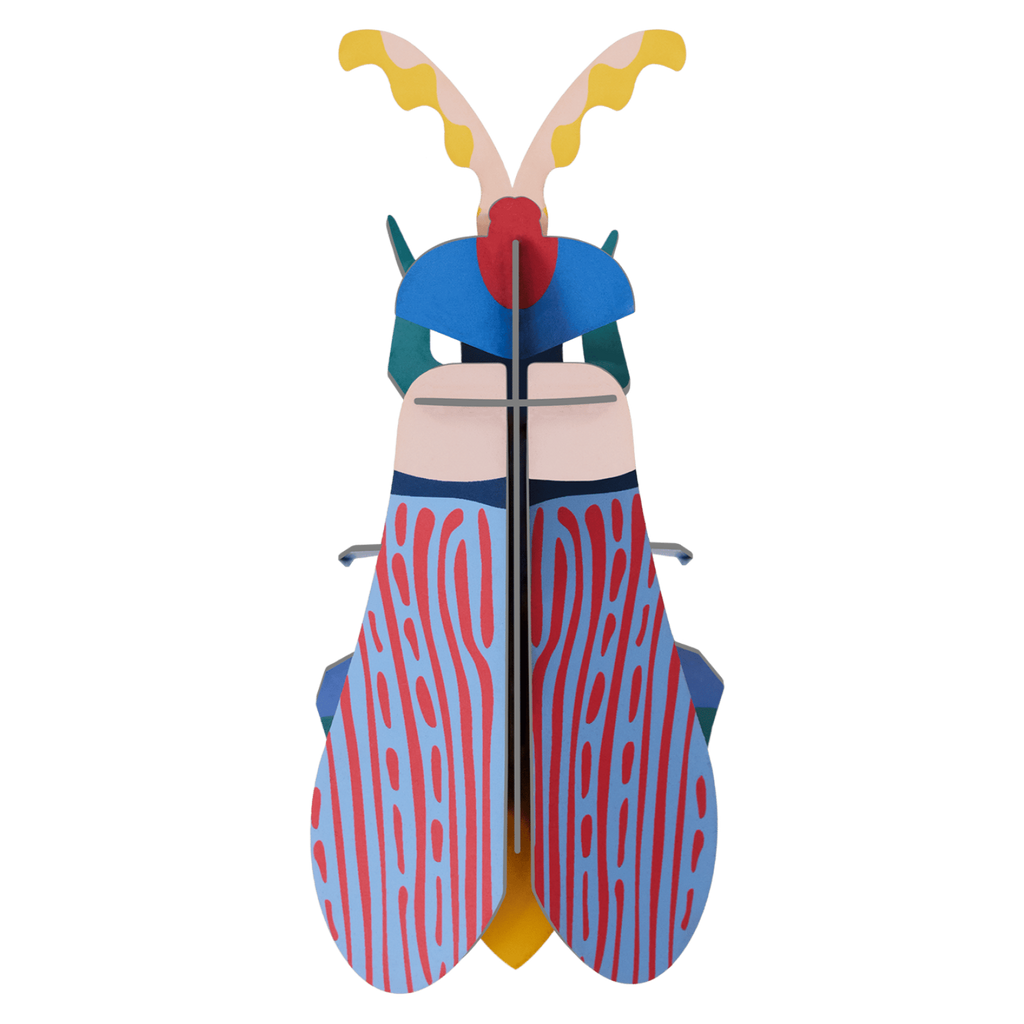 Striped Wing Beetle